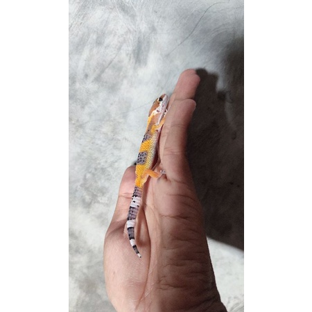 Mainan Baby Gecko (Lemon Frost)