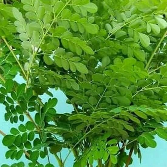 

10.10 Promo Brand daun kelor segar 1000gr di petik dadakan packing kardus gas !!
