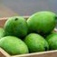 

mangga muda segar