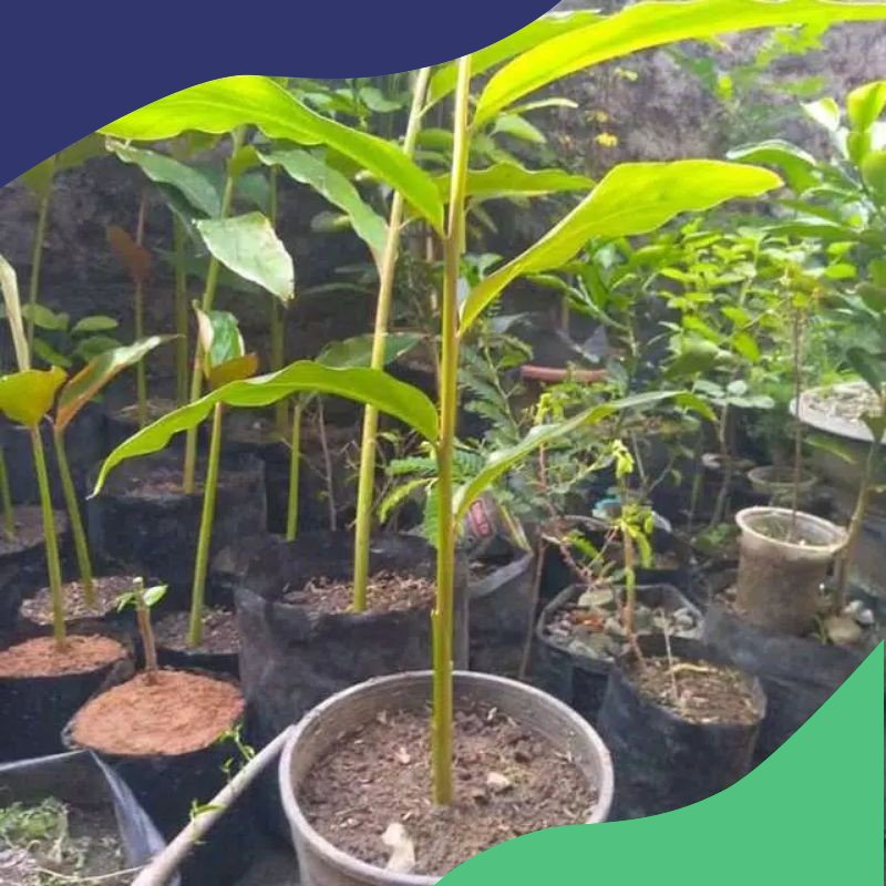 terbaik benih combrang berdaun