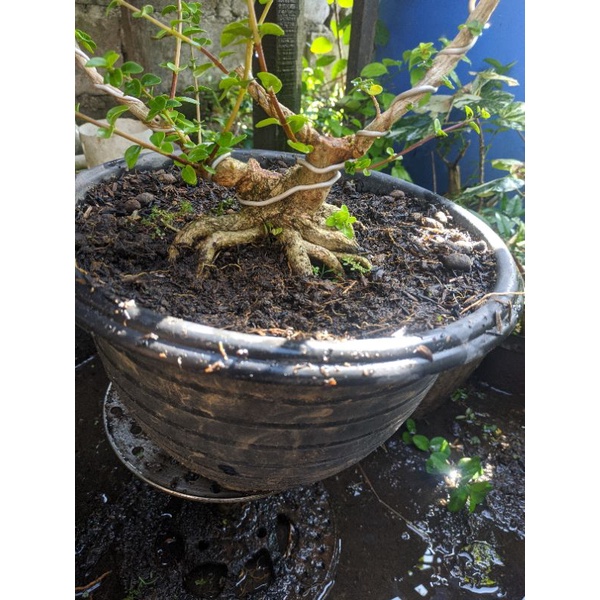 Pot BONSAI Bahan mame Sancang program akar prokar realpicti bogel prospek formal