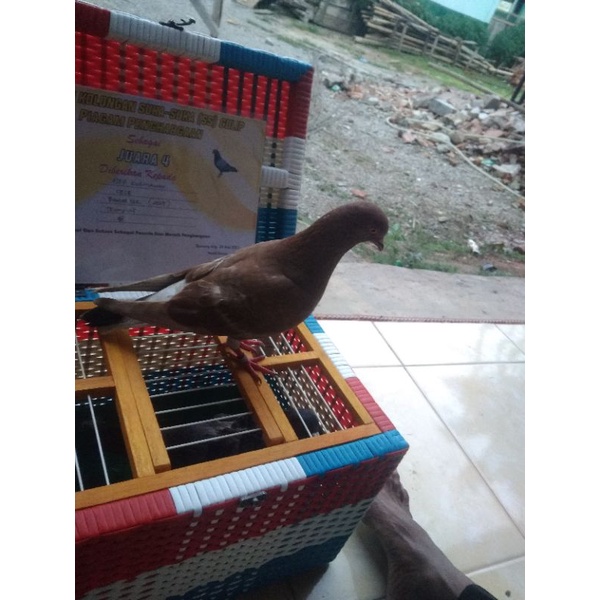 Burung Dara merpati kolong, Trah Juara