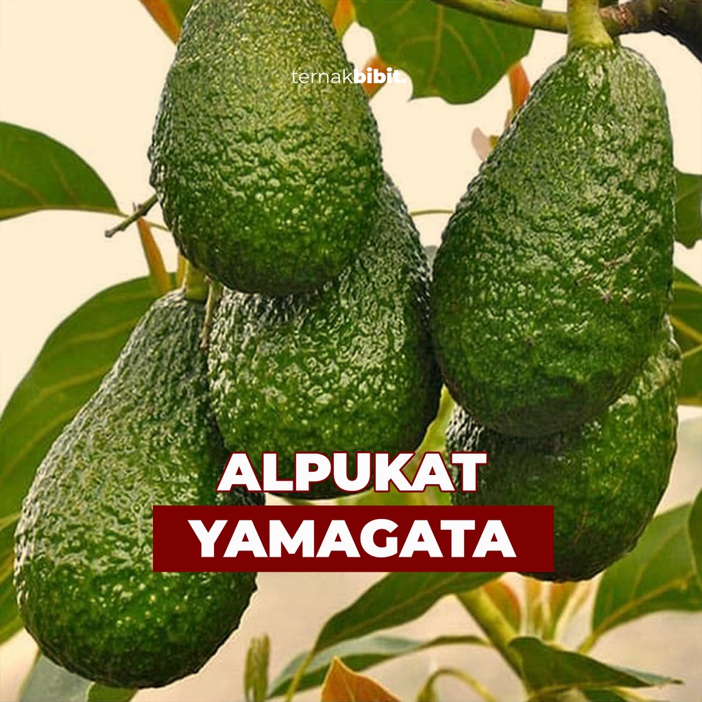 TERNAKBIBIT - Bibit Alpukat Yamagata Okulasi Cepat Berbuah Super Unggul Kualitas Premium