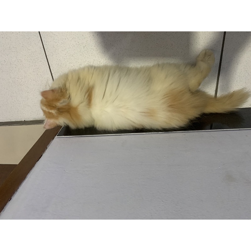 kucing kitten persia