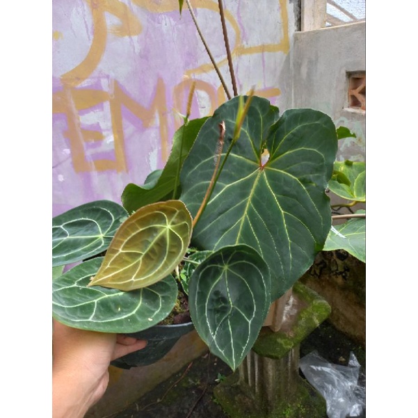 anthurium Red of java X Forgetii