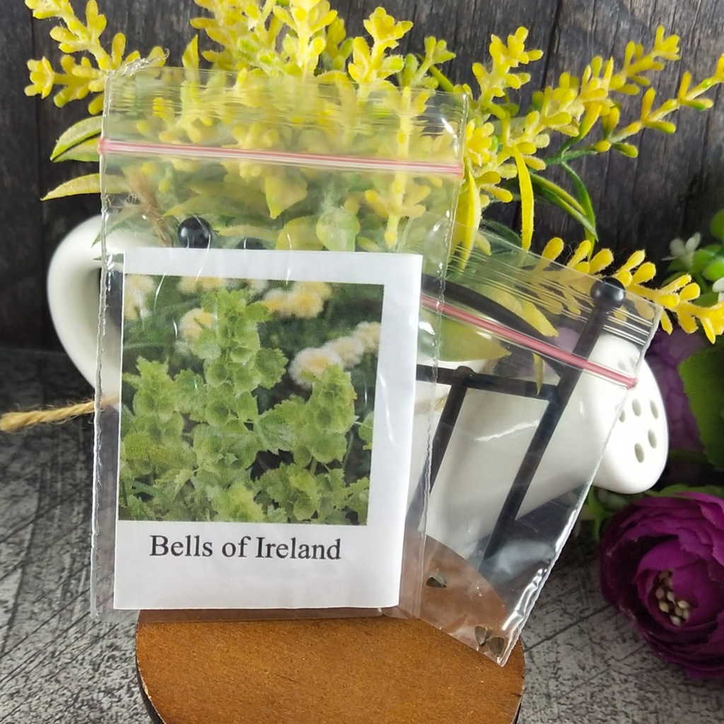 2 Seeds - Bells of Ireland Biji Bunga Hias - SR0241