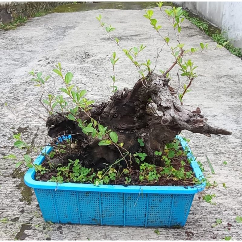 Bonsai Bidara arab Real Pict