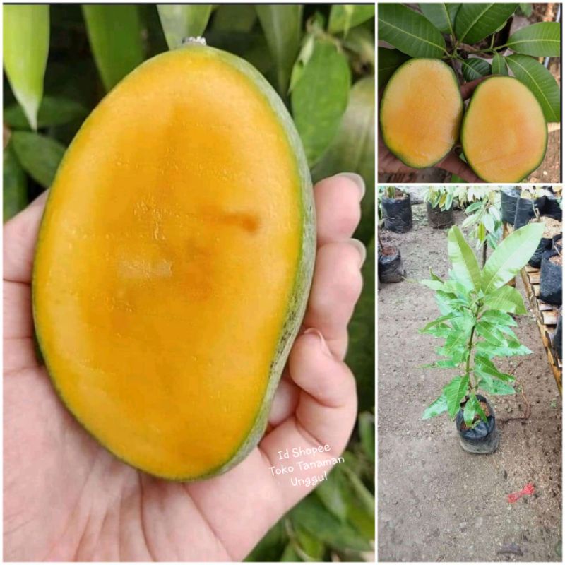 

Bibit Mangga Madu Manalagi