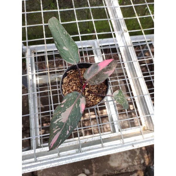 Philodendron Pink Princess Galaxy Real Pict