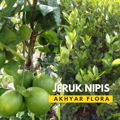 Bibit Jeruk Nipis Pohon Jeruk Nipis Tanaman Jeruk Nipis FREESS UNGGULAN