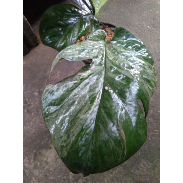 amydrium medium varigata