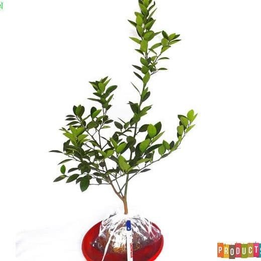 joss Bibit tanaman jeruk Nipis Tinggi 70 cm up viral UNGGULAN