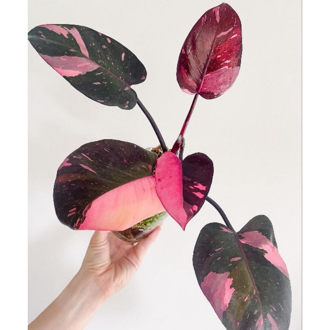 PROMO philodendron pink princess - pink princess - philodendron pink princess