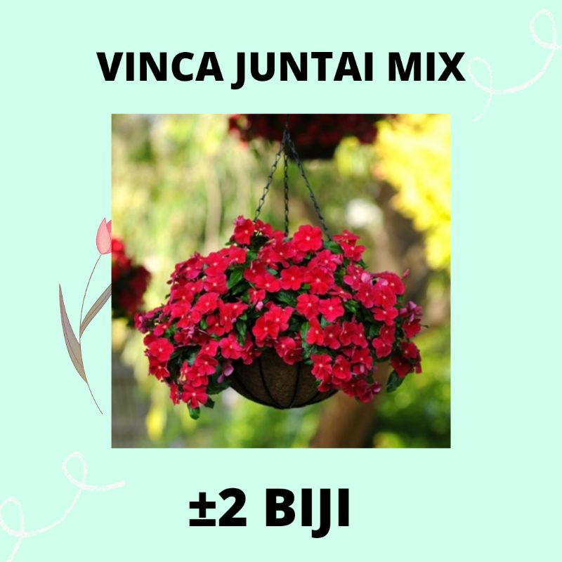 2 BENIH BUNGA VINCA JUNTAI MIXED TANAMAN TAPAK DARA