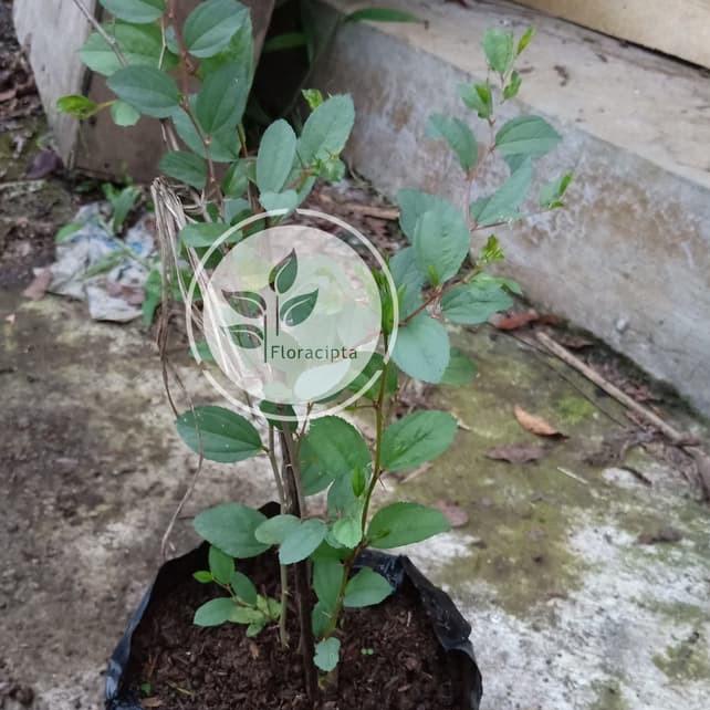 Bibit Tanaman Bidara Bibit Pohon Bidara Daun Buah Bidara Arab Tanaman Sidr Shidr ◦ TMT.31Oc22ᶜ