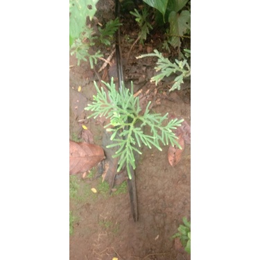 pakis laba laba karpet/ pohon /pot /bunga / bonsai / tanaman aquascape/ aquascape /aquarium/taman / 
