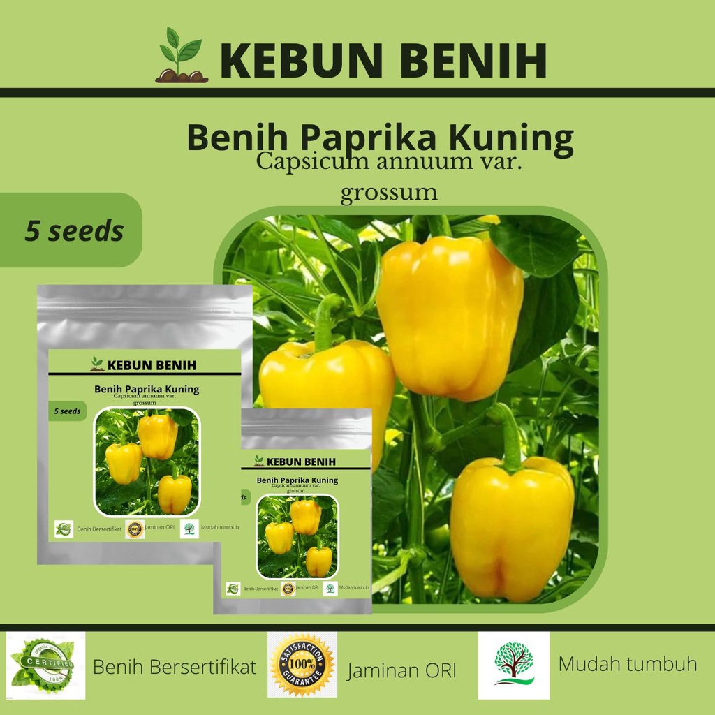 5 Benih Tanaman Paprika Kuning/ Benih Yellow Paprika Kualitas Unggul