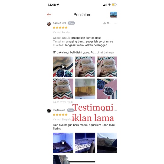 blue pulcra single tank 11-13 dan 14-16 cm (full Pb/pelet)