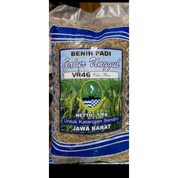 benih padi bibit padi unggul VR46(VELOZ RICE) asli terbaru