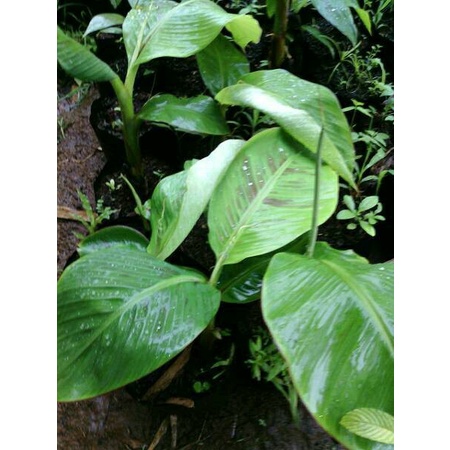 BIBIT POHON PISANG TANDUK MADU EE33