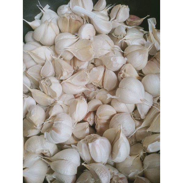 

bawang putih kating