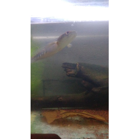 Chana ys/maru, single tank ukuran 20cm+ bercabung, MENGUTAMAKAN KUALITAS