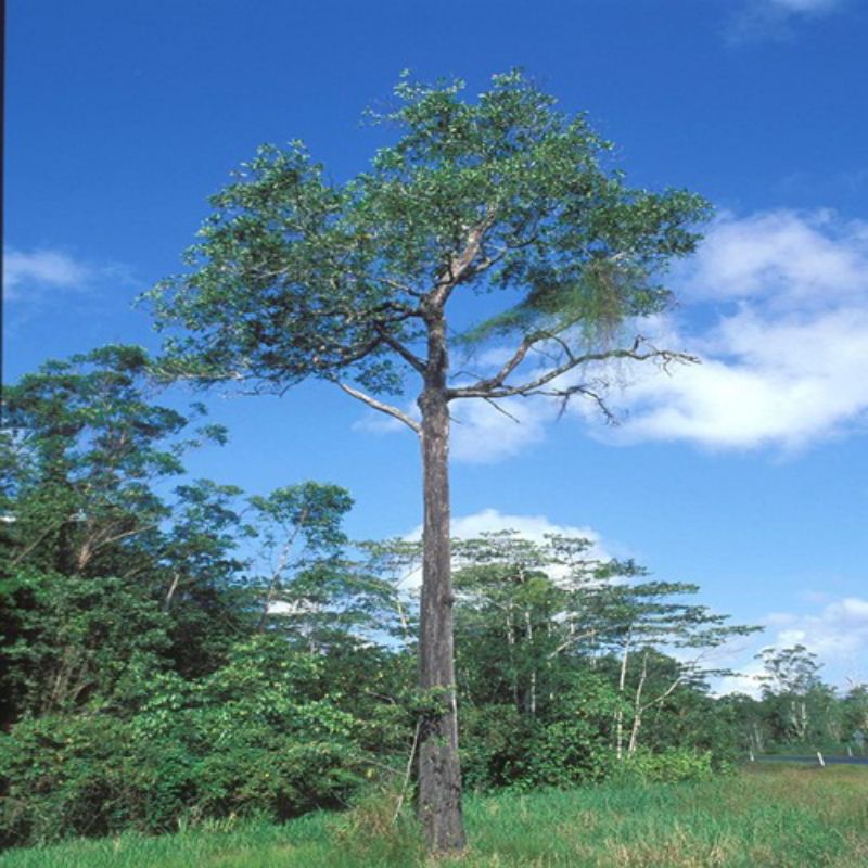 Bibit tanaman pohon akasia mangium - acacia mangium