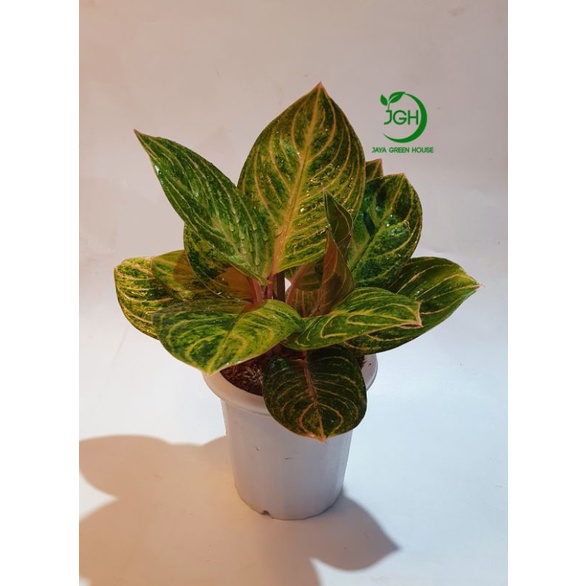 Tanaman Aglaonema Rinjani