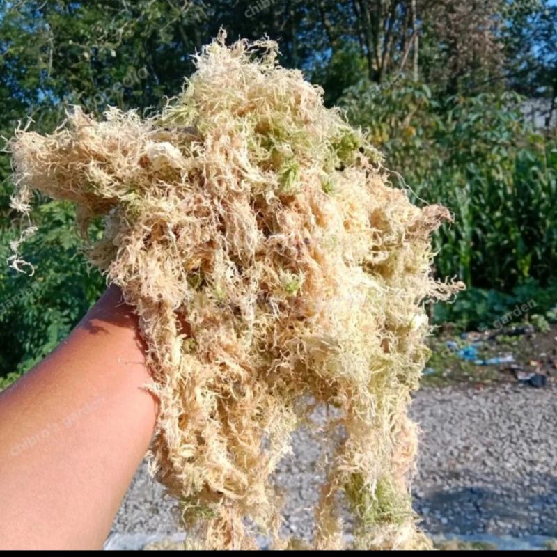 Spagnum Moss Putih Lokal 100 Gram, Media Tanam Anggrek Tanaman