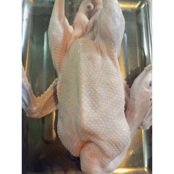 

Ay00! Bebek Muda 1.3_1.4 Kg Hidupnya