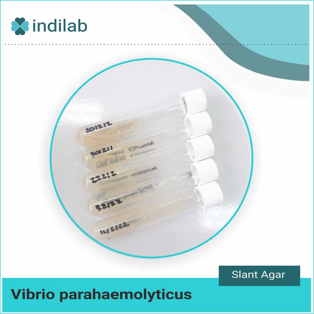 Kultur isolat murni Vibrio parahaemolyticus