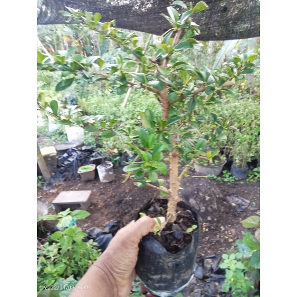 hokianti bunga import