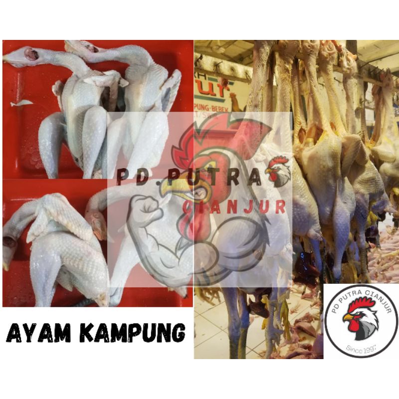 

ayam kampung //ayam kampung asli //ayam kampung super