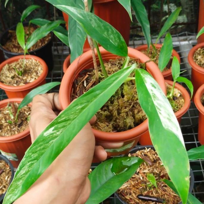 rhaphidophora megasperma variegata