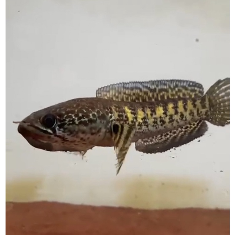 CHANNA AURANTI 14-15cm simet8/8