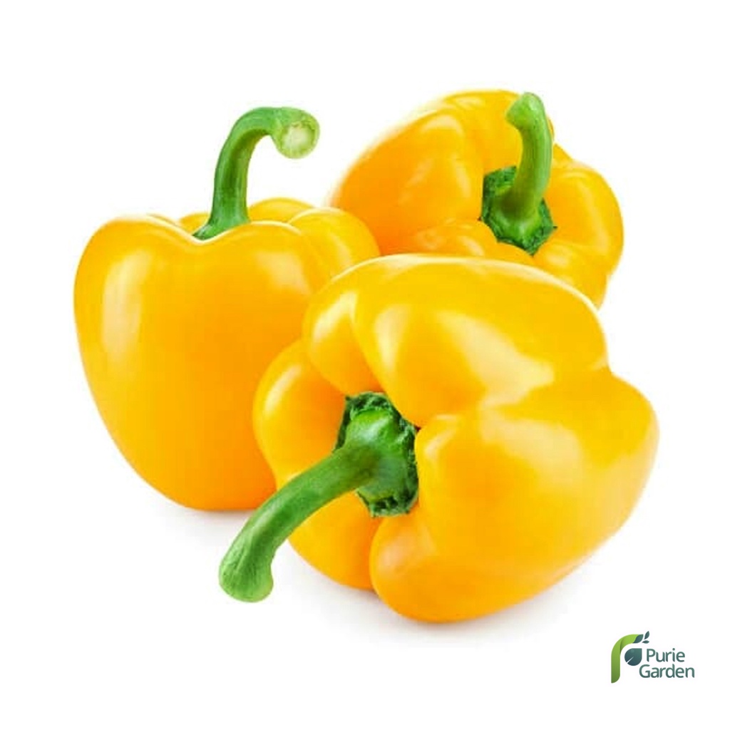 Benih Bibit Paprika Kuning 2 Benih Dua Ribuan PG KDR