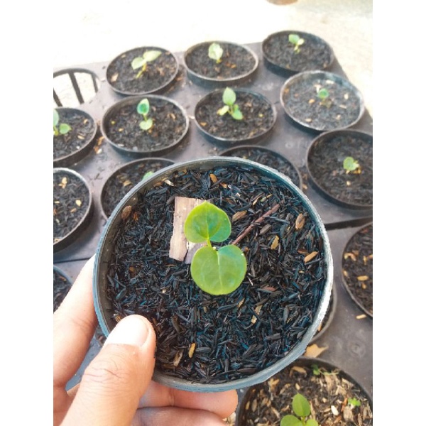 ANTHURIUM FORGETTI,I BABY