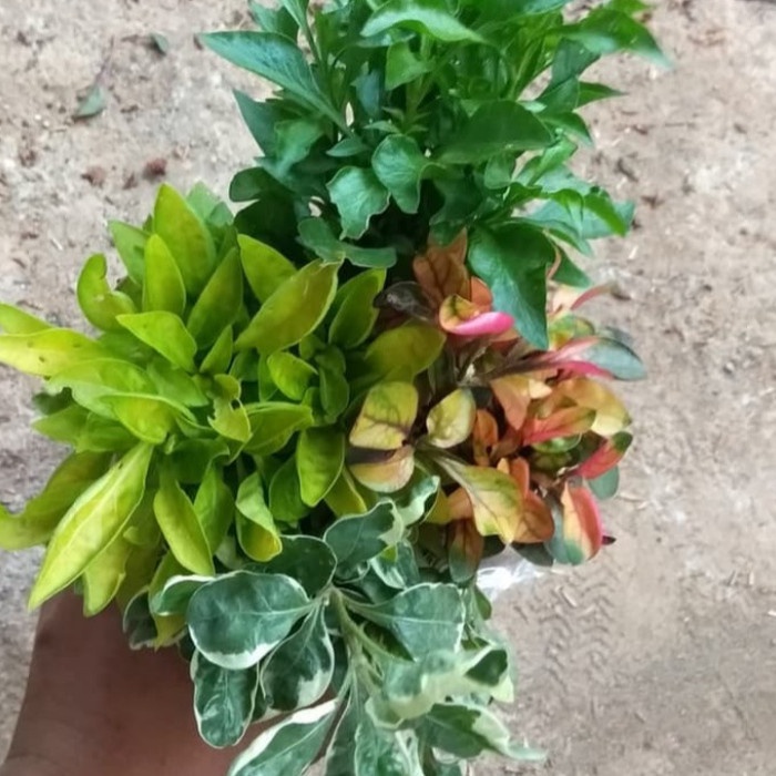 Tanaman hias sepaket 4 jenis krokot varigata, kuning, hijau dan merah