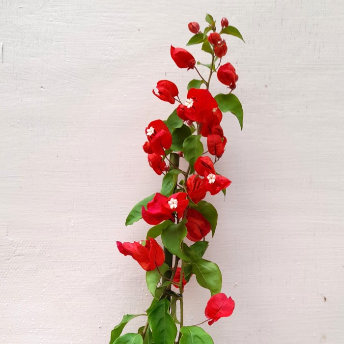 Tanaman hias Bougenville Anggur Merah Cabe