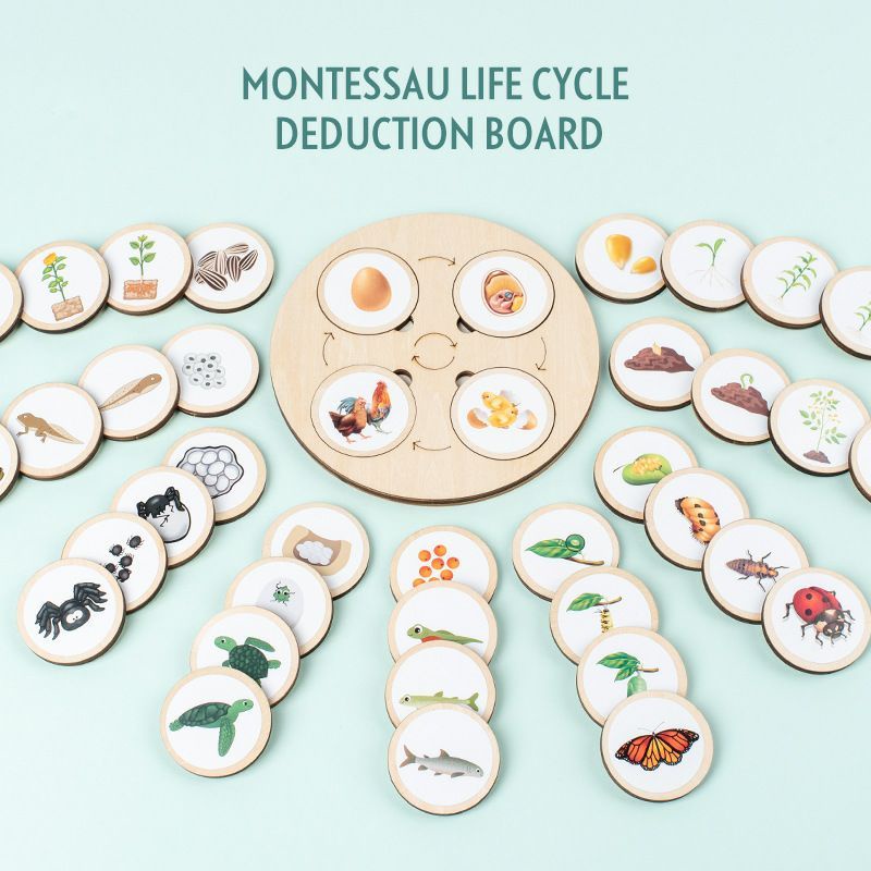 Montessori Life Cycle