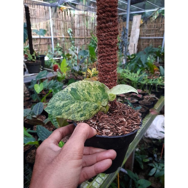 RAPHIDOPORA KORTALSII VARIGATA/TANAMAN HIAS/TANAMAN HIDUP