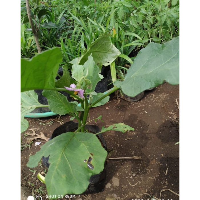 Bibit Pohon Terong Ungu Panjang - Tanaman Buah Sayuran FF11