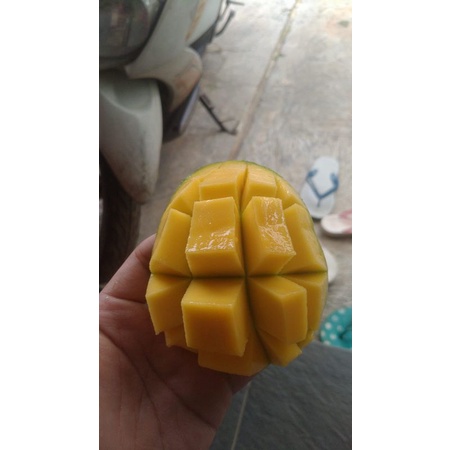 Buah Mangga Segar