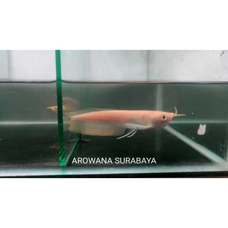 Arwana Silver Albino Serat Merah 17-18 cm, Bonus Sticker