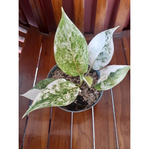 aglonema siam jade varigata