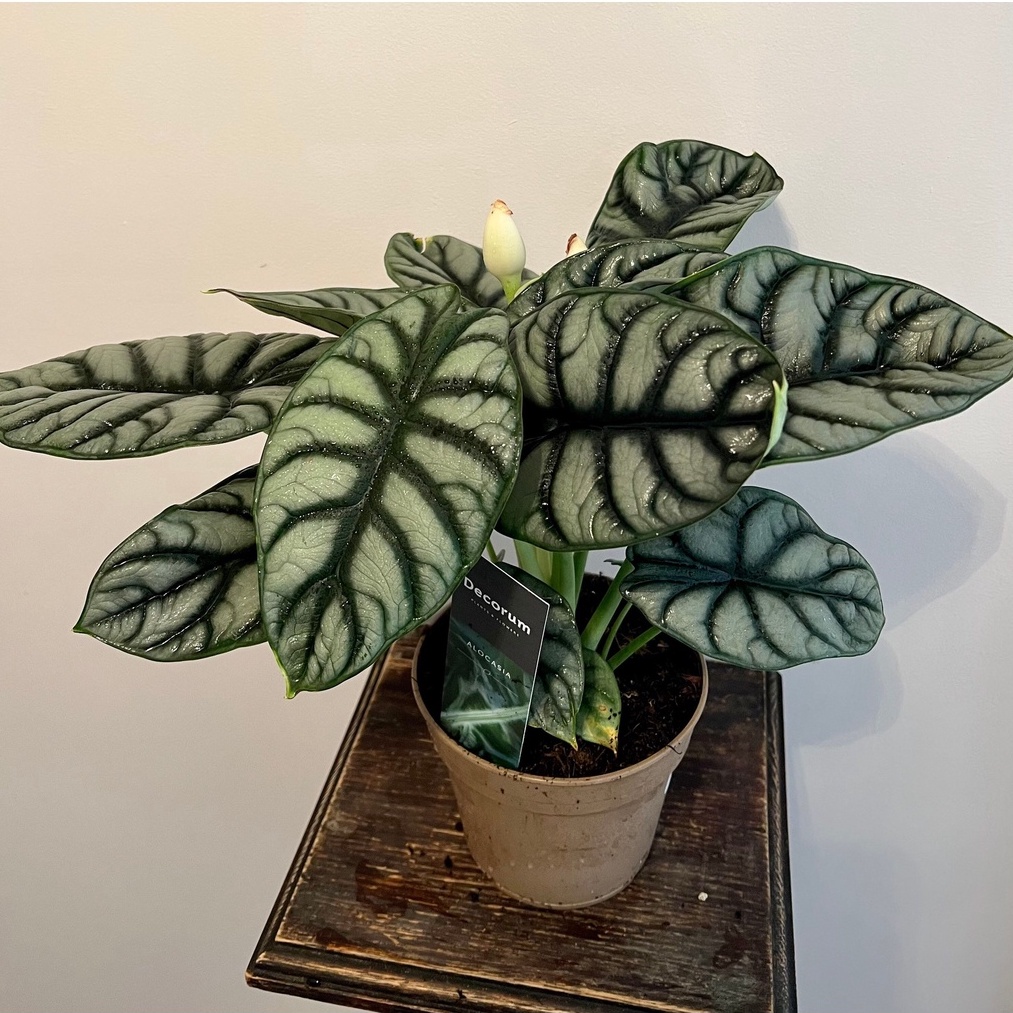 alocasia dragon silver alocasia tengkorak silverTanaman hias alocasia dragon silver
