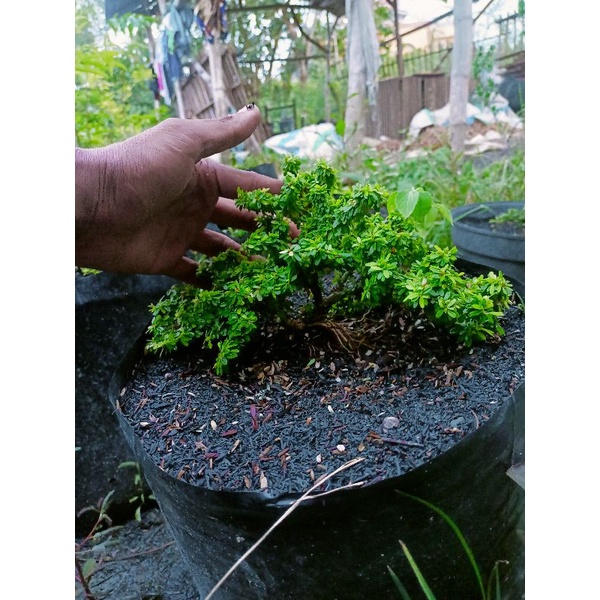 saeng simbur thailand