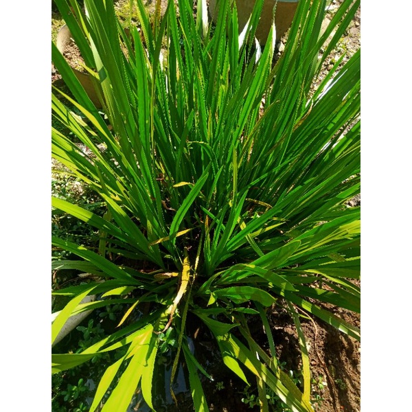 Dlingu tanaman dringo bawang sawan perbibit