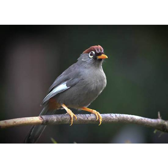 Jual Burung Poksay Mandarin Shopee Indonesia