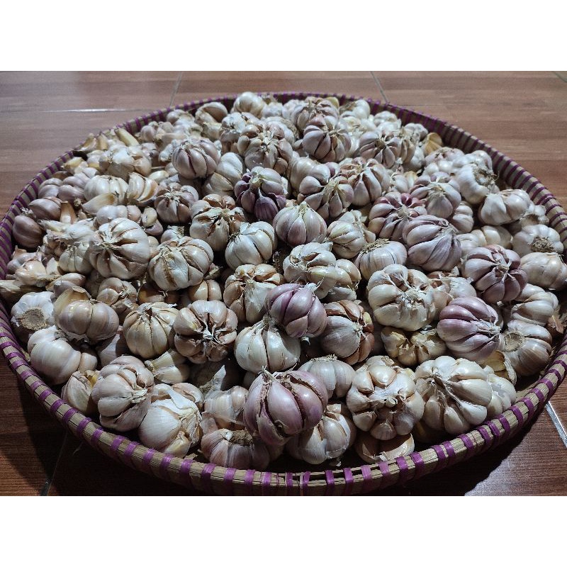

bawang putih sinco super